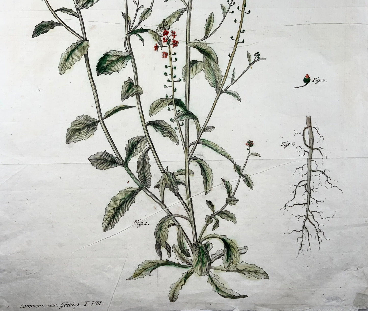 1777 Verbascum, botany, large folio, J. G. Sturm for Johan Andreas Murray