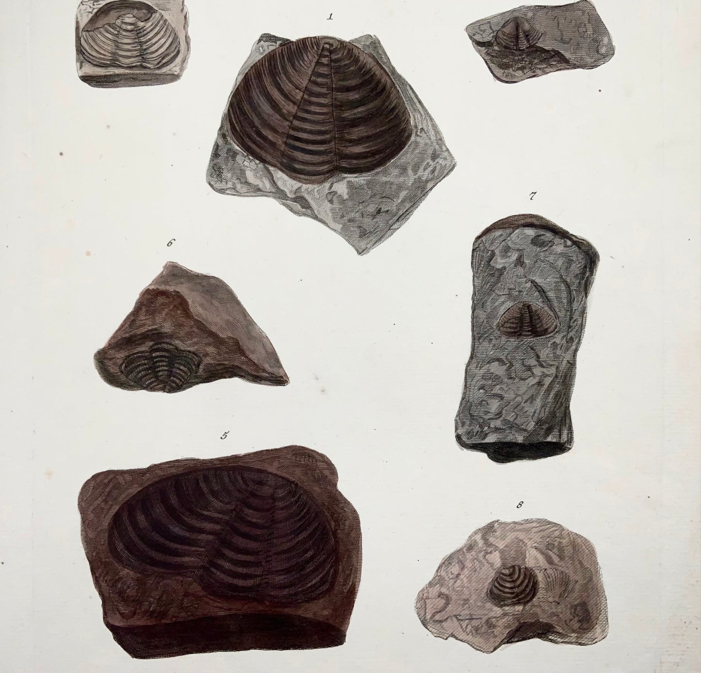 1764 GW Knorr (b1705); (IX) J. Schenck Paleontologia Fossili Mineralogia Folio