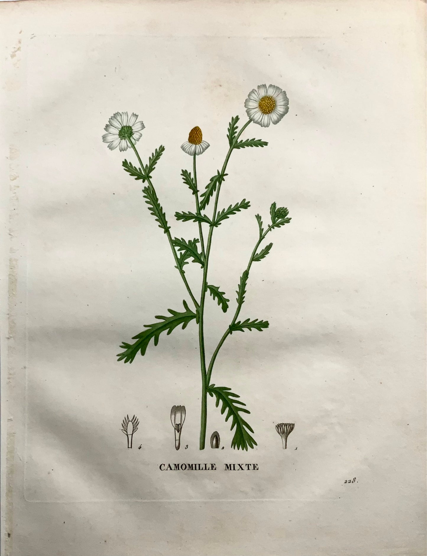 1805 Camomille II, Saint-Hilaire, gravure au pointillé, botanique