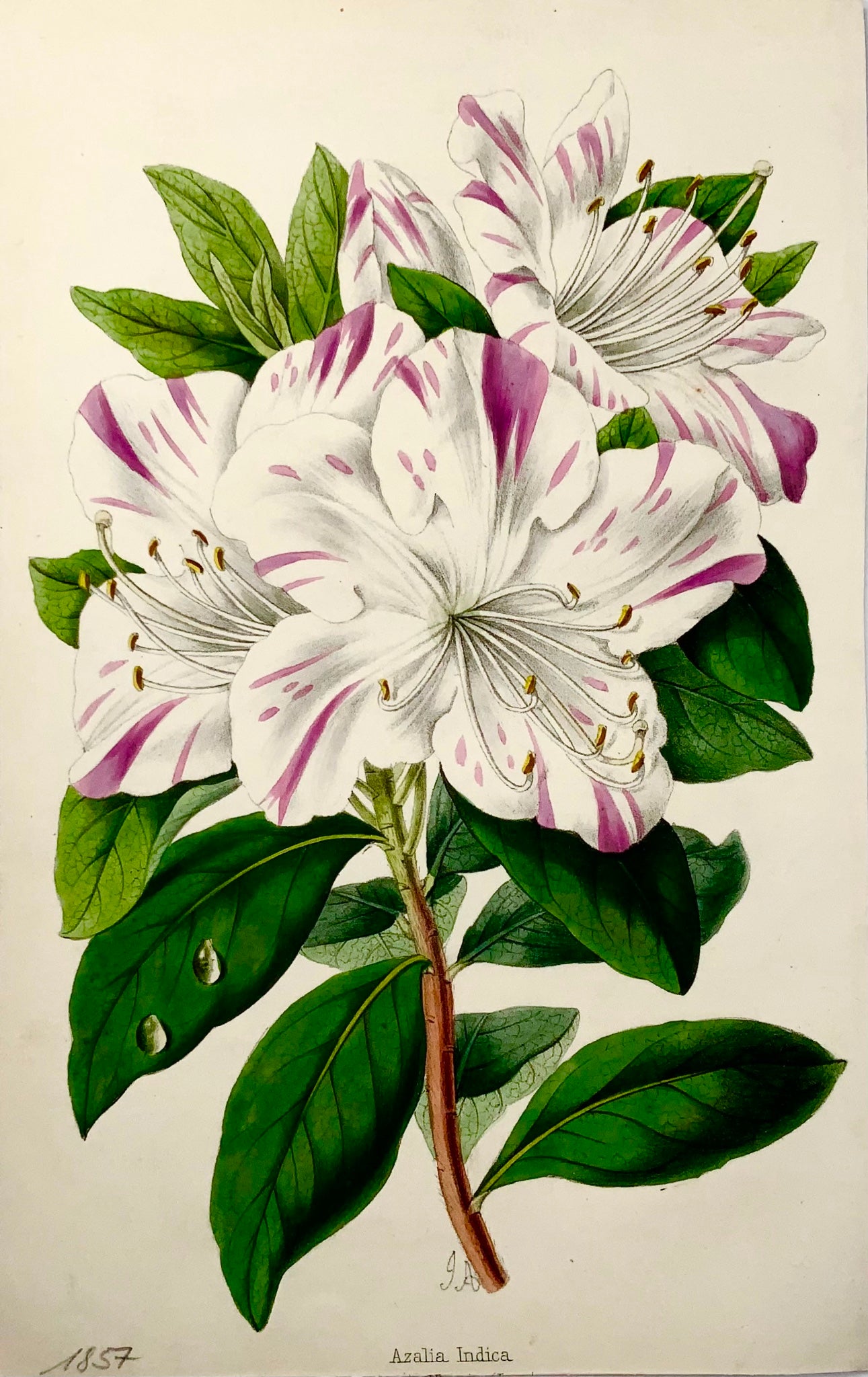 1857 Chinese Azalea, James Andrews, exquisite hand colour, botany