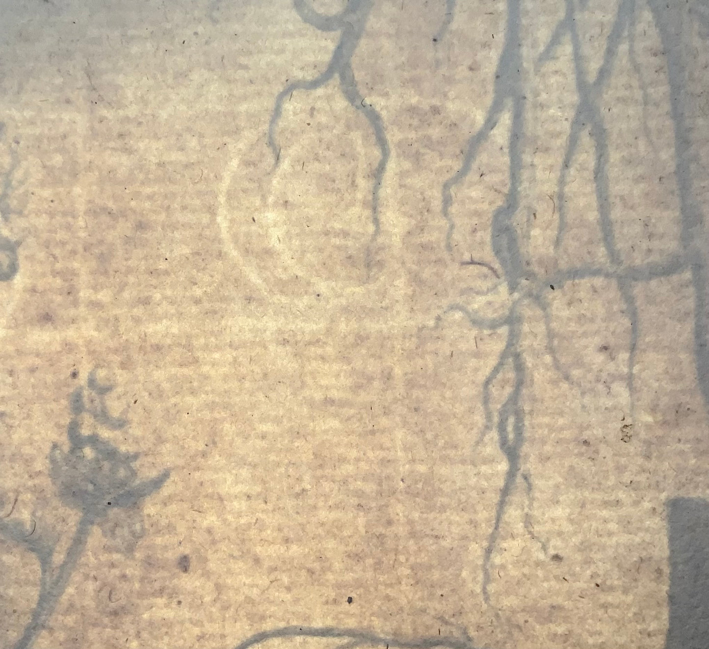 1720 c Wolf’s Bane, Nicholas Robert (1610-1684); 54cm, huge folio engraving