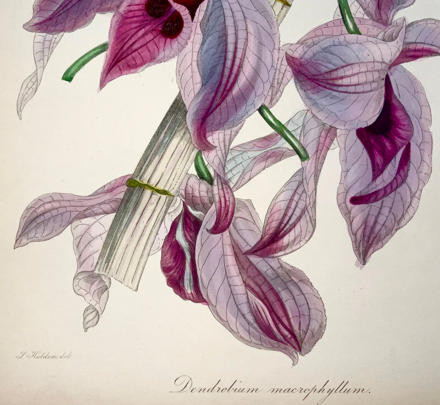 1841 Dendrobium macrophyllum, orchid, Holden, fine hand colour, botany