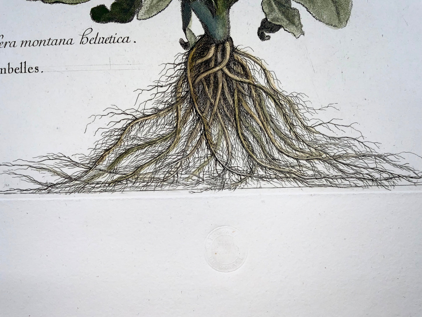 1720 c Rose Campion, Nicholas Robert (1610-1684); 54cm, huge folio engraving, botany