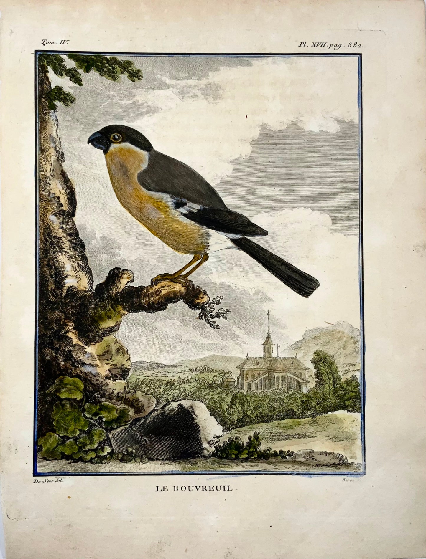 1771 Pyrrhula, Bouvreuil, De Seve, ornithologie, édition grand in-quarto, gravure