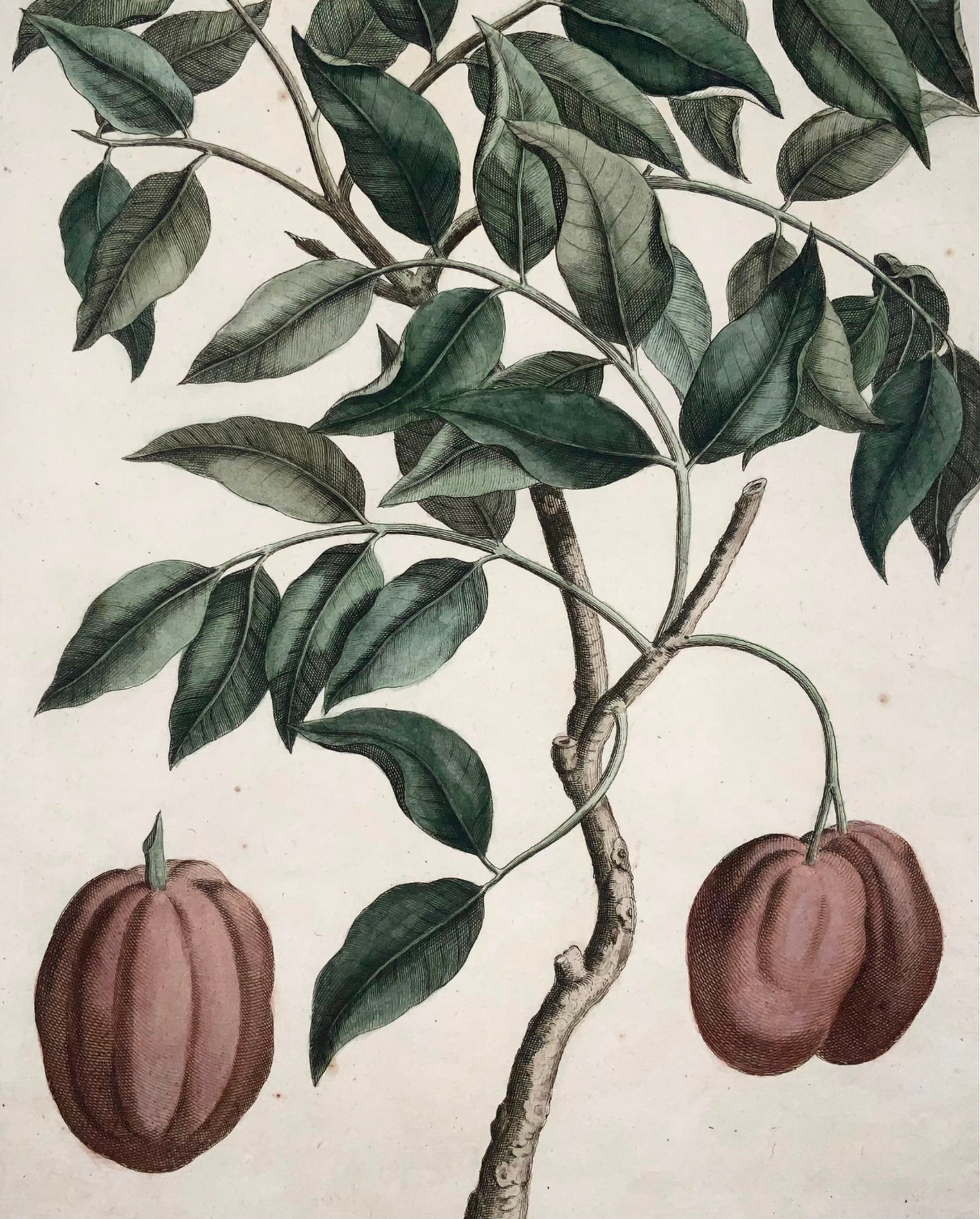 1741 Condondum Malacense, Rumpf, Herbarium Amboinense, couleur main, folio, fruit, botanique