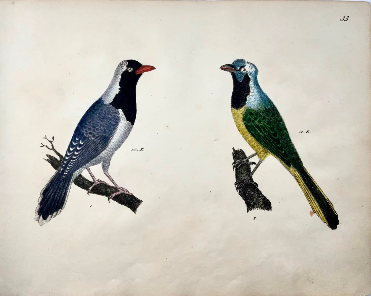 1819 Bulbuls, ornithology, Strack, chalk lithograph, hand color
