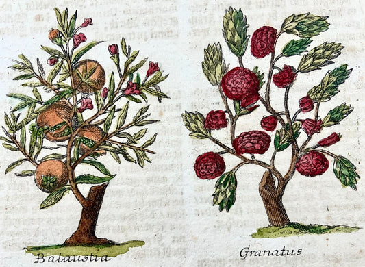 1704 Fruit: Balausta Pomegranate, M. Valentini (1657-1729), copper engraving