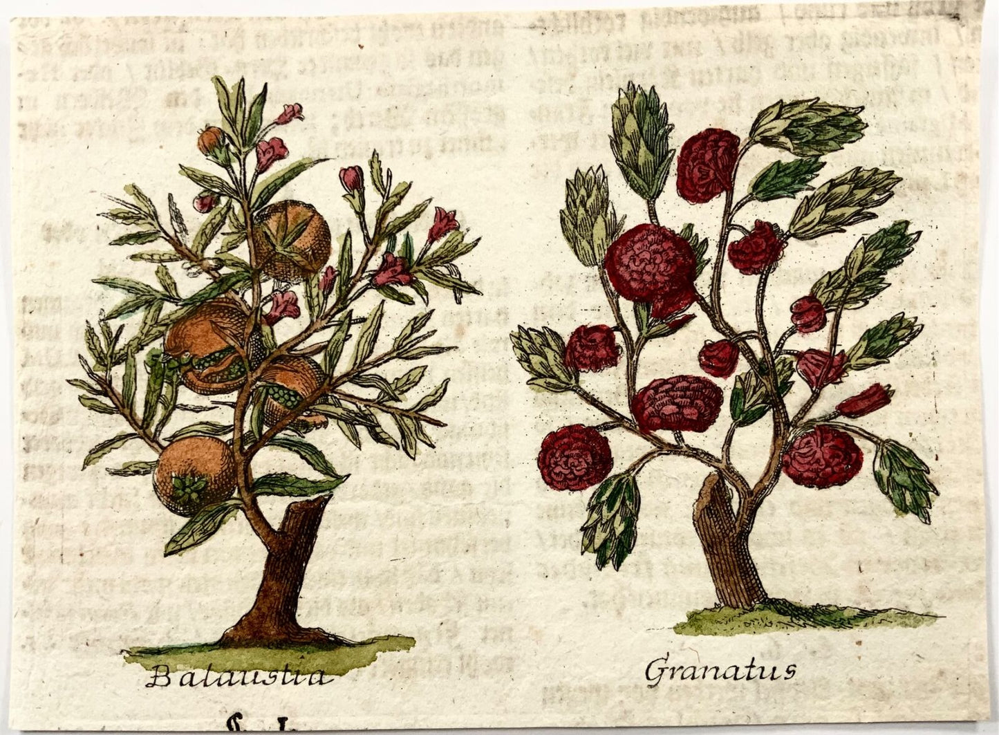 1704 Fruit: Balausta Pomegranate, M. Valentini (1657-1729), copper engraving
