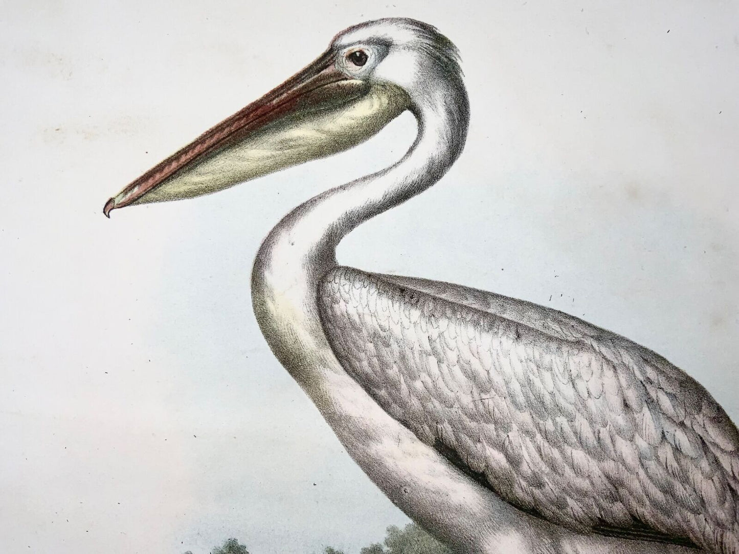 1860 Pelican, Fitzinger, colour lithograph, hand finish, ornithology