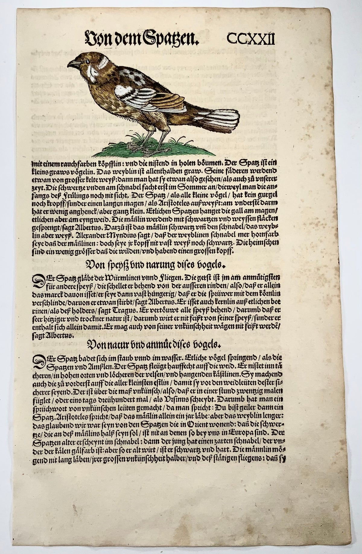 Conrad Gesner [1516-1565], Sparrow, ornithology, woodcut folio, 1557