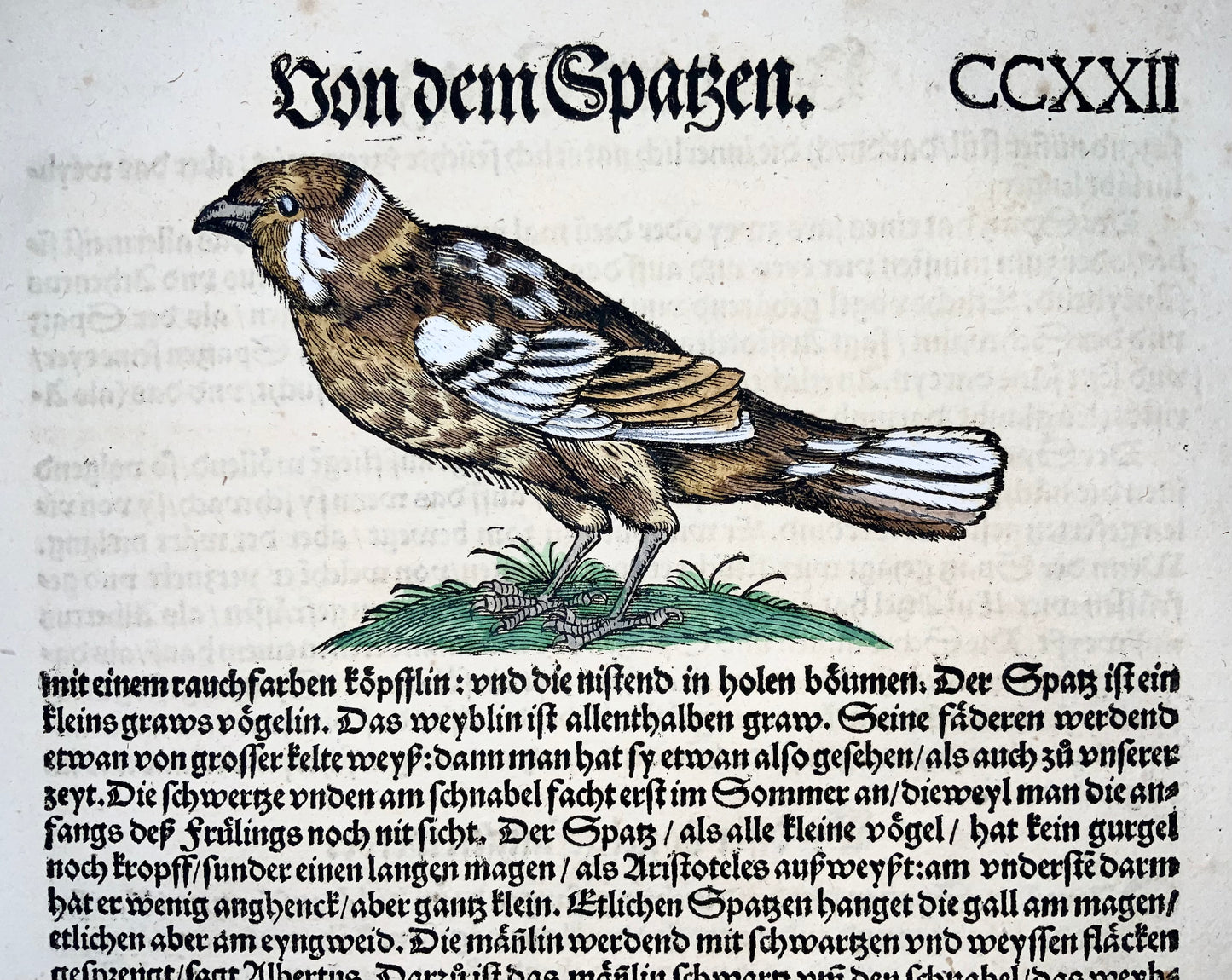 Conrad Gesner [1516-1565], Sparrow, ornithology, woodcut folio, 1557