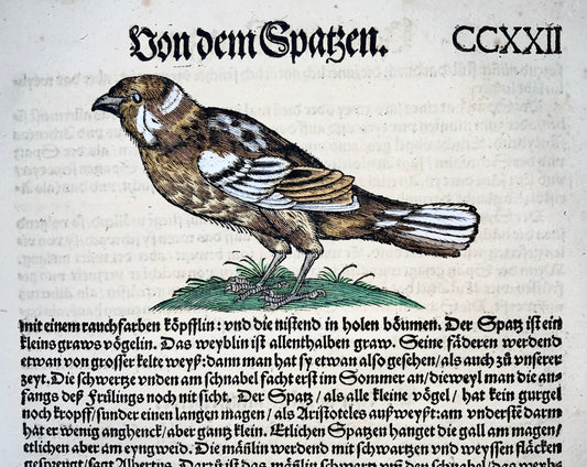 Conrad Gesner [1516-1565], Sparrow, ornithology, woodcut folio, 1557