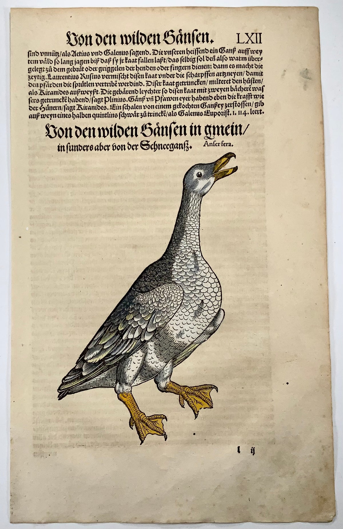 Conrad Gesner [1516-1565], Wild Goose, ornithology, folio with large hand coloured woodcut, 1557