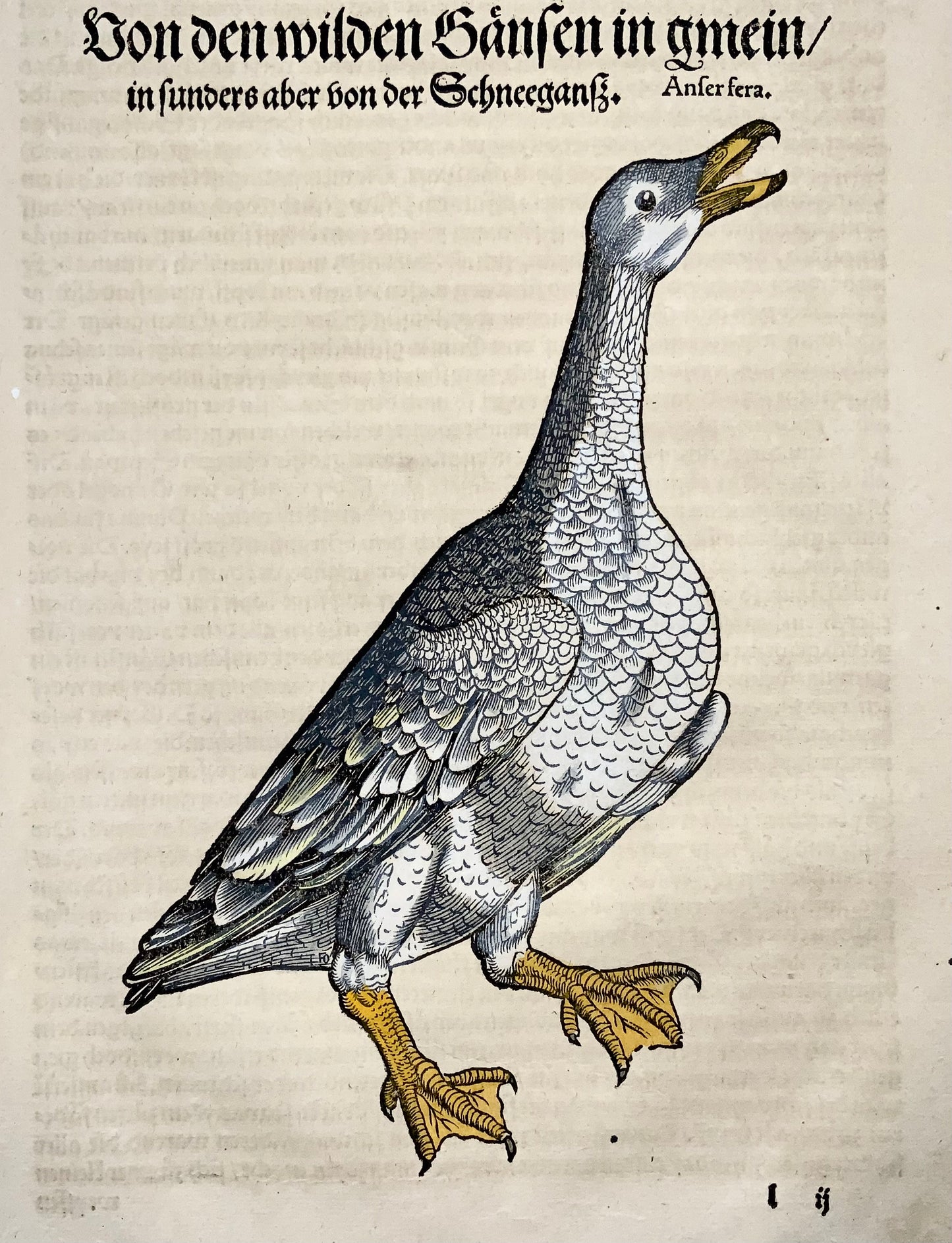 Conrad Gesner [1516-1565], Wild Goose, ornithology, folio with large hand coloured woodcut, 1557