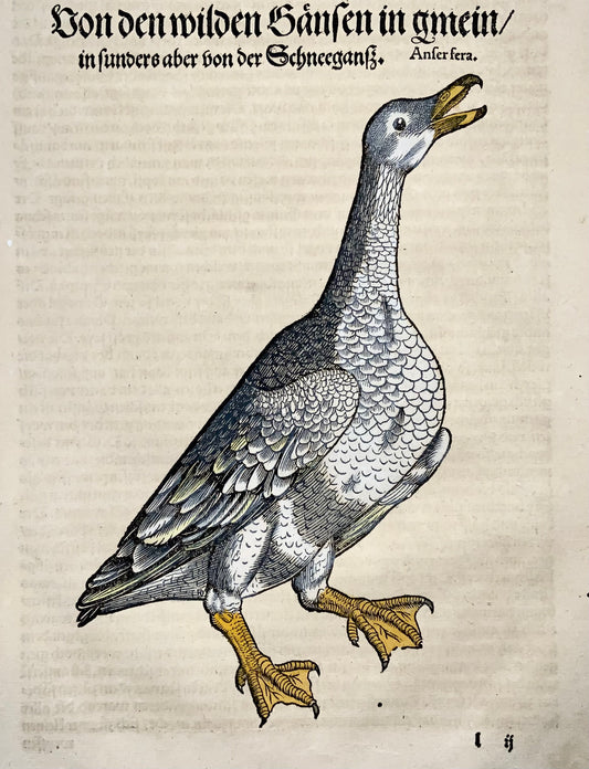 Conrad Gesner [1516-1565], Wild Goose, ornithology, folio with large hand coloured woodcut, 1557