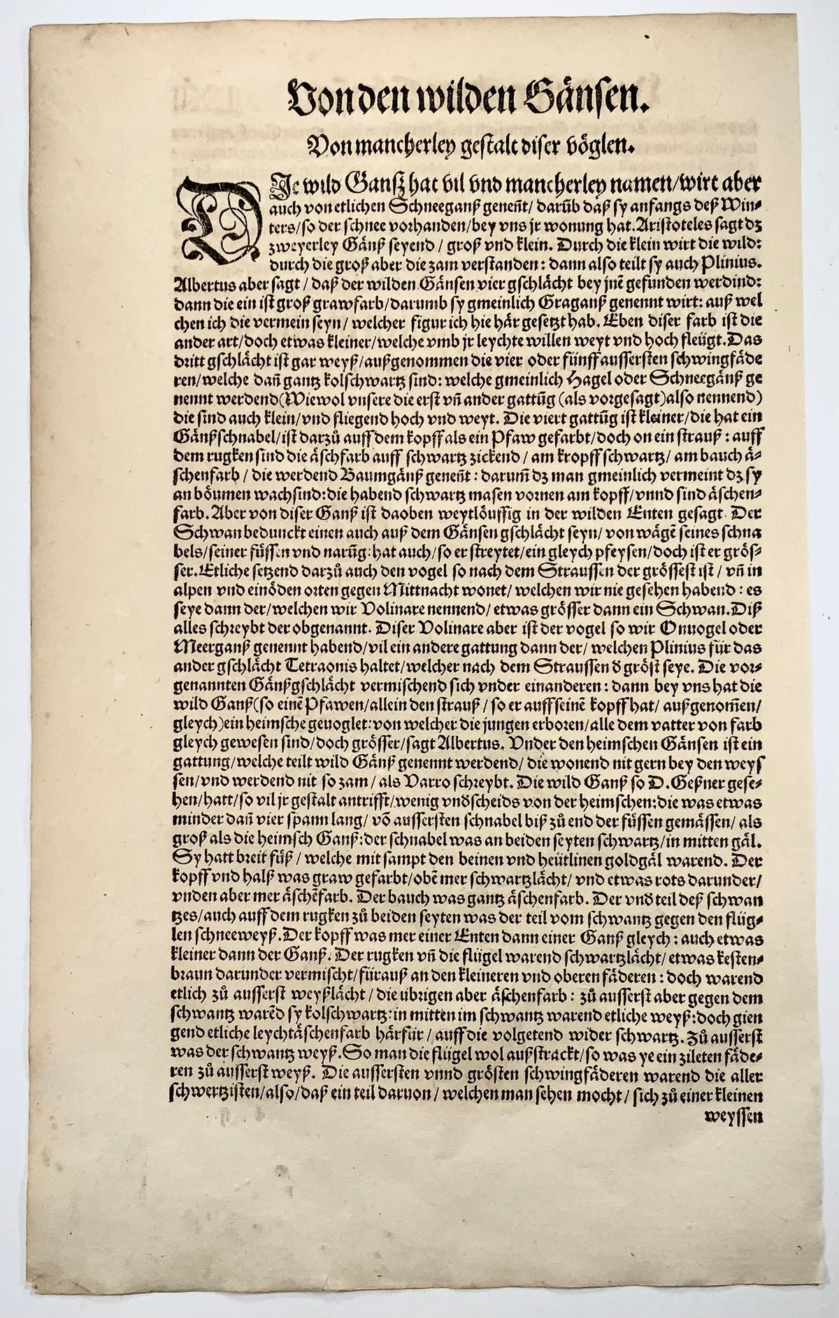 Conrad Gesner [1516-1565], Wild Goose, ornithology, folio with large hand coloured woodcut, 1557