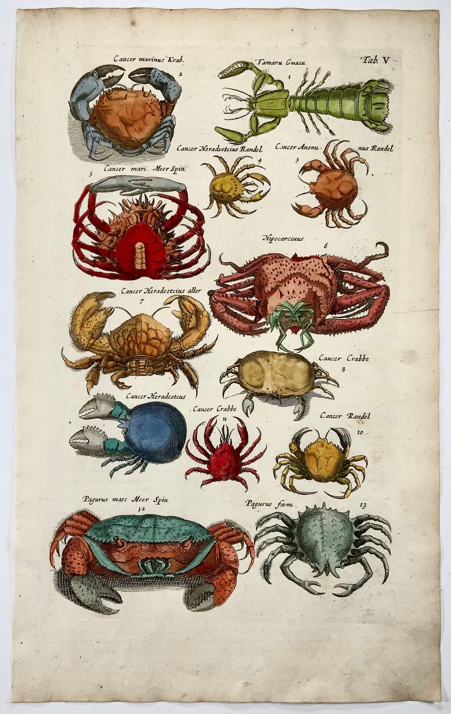 Matthäus Merian (1593-1650), folio hand coloured engraving, Crabs, Crustaceans, 1657