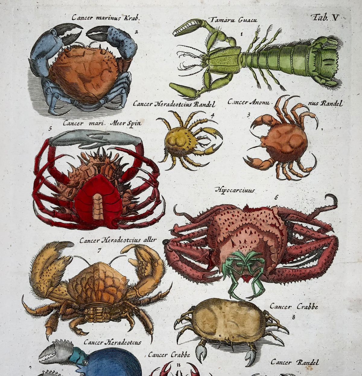 Matthäus Merian (1593-1650), folio hand coloured engraving, Crabs, Crustaceans, 1657