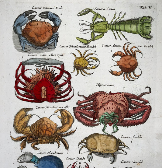Matthäus Merian (1593-1650), folio hand coloured engraving, Crabs, Crustaceans, 1657