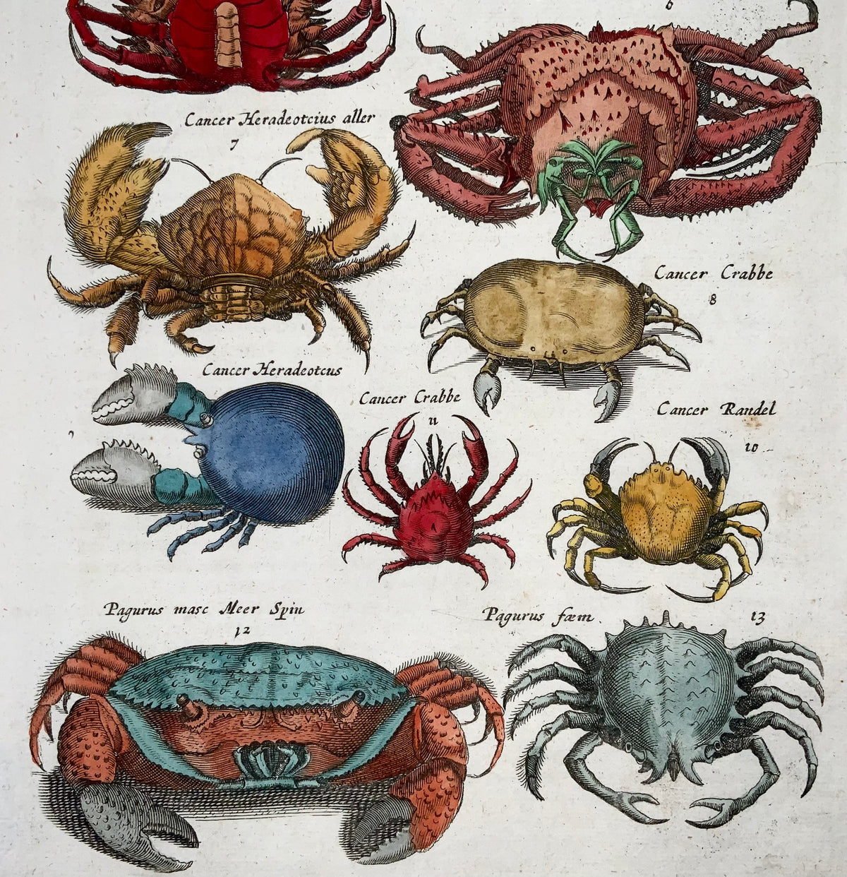 Matthäus Merian (1593-1650), folio hand coloured engraving, Crabs, Crustaceans, 1657