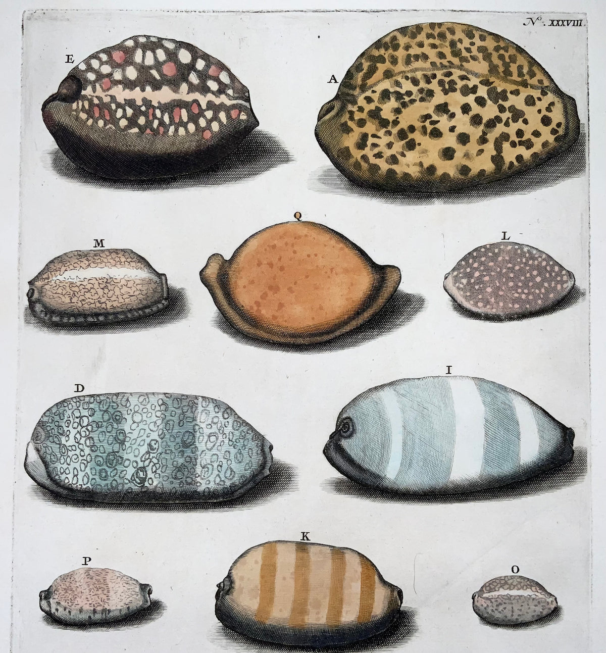 Maria Sibylla Merian, G. E. Rumphius, exotic sea shells, hand coloured folio, 1711