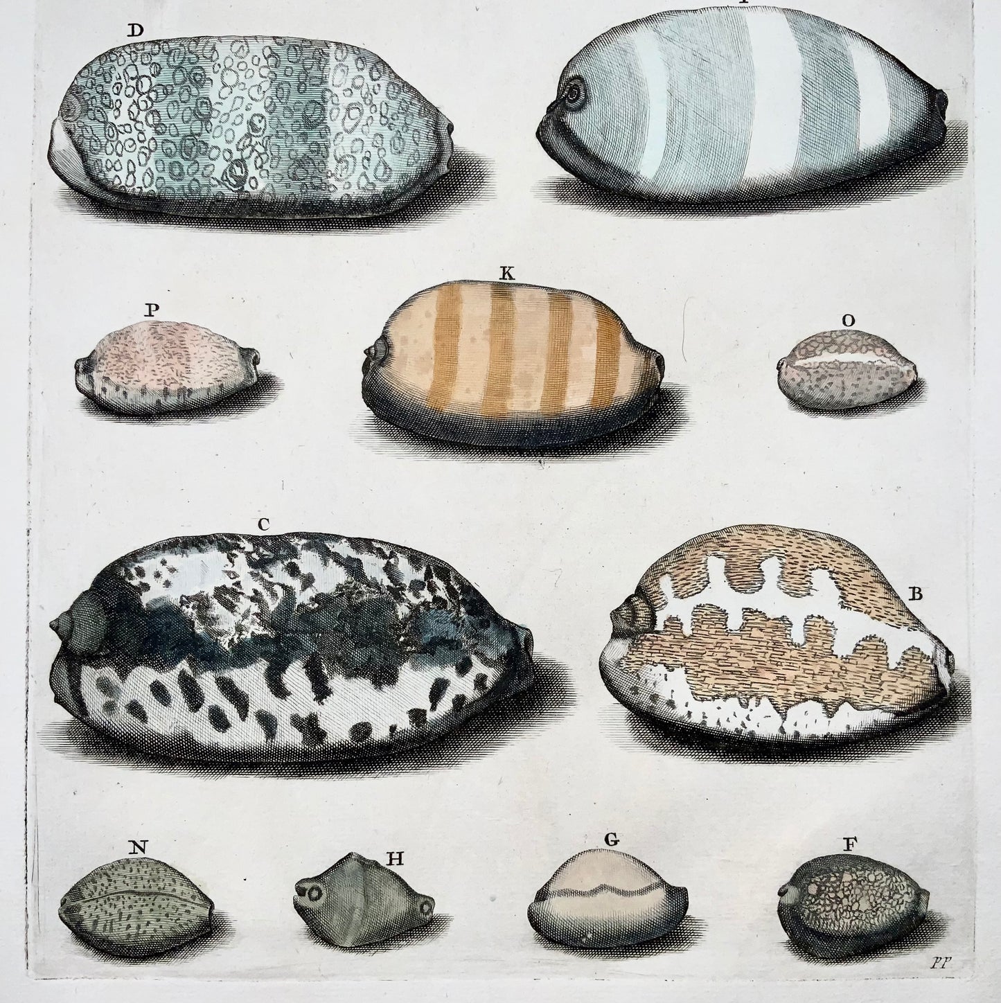 Maria Sibylla Merian, G. E. Rumphius, exotic sea shells, hand coloured folio, 1711