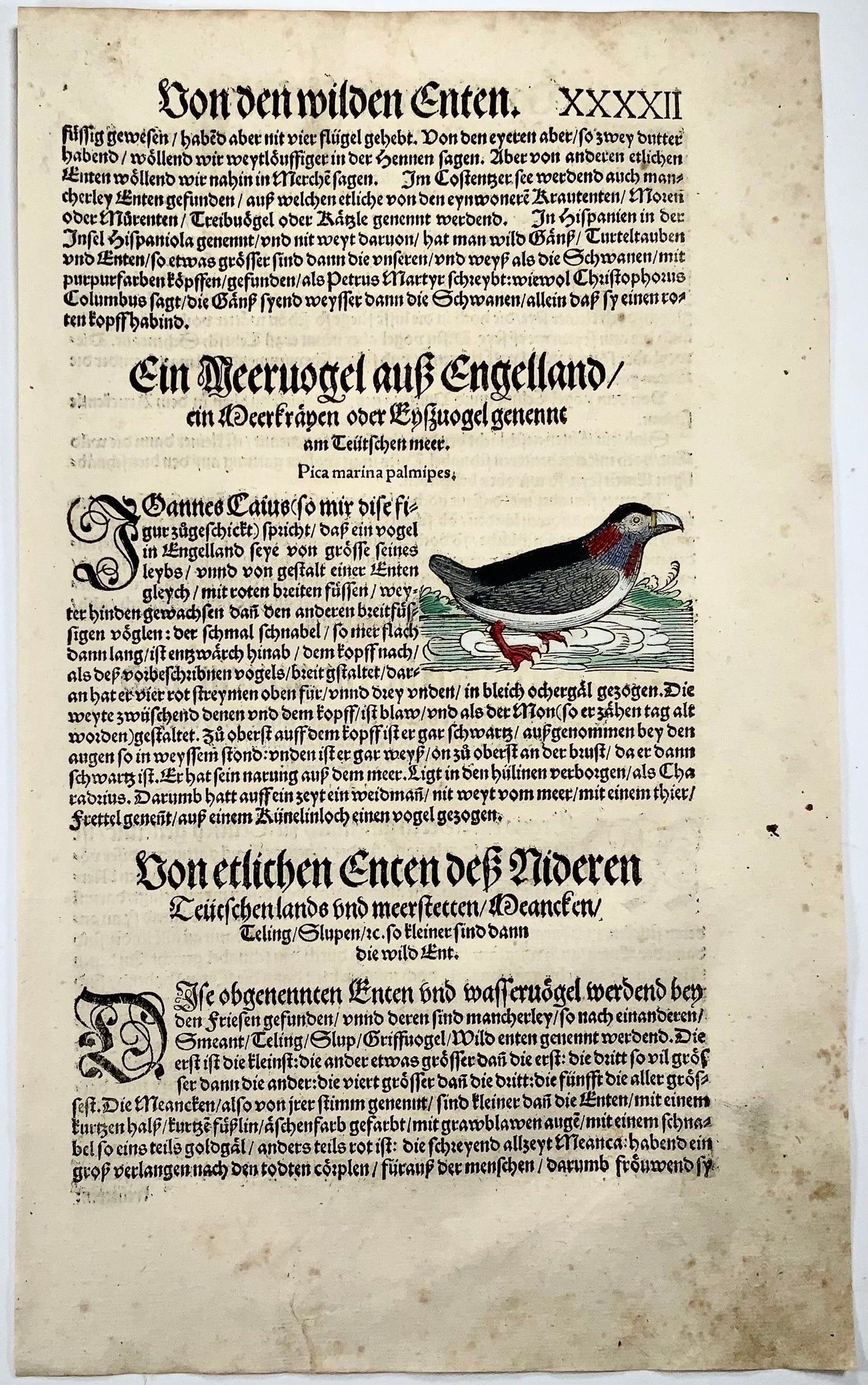 Conrad Gesner [1516-1565], Pica marina palmipes, ornithology, woodcut folio, 1557