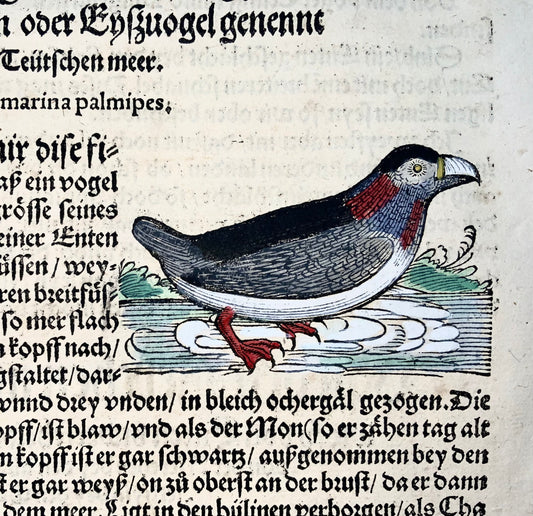 Conrad Gesner [1516-1565], Pica marina palmipes, ornithology, woodcut folio, 1557