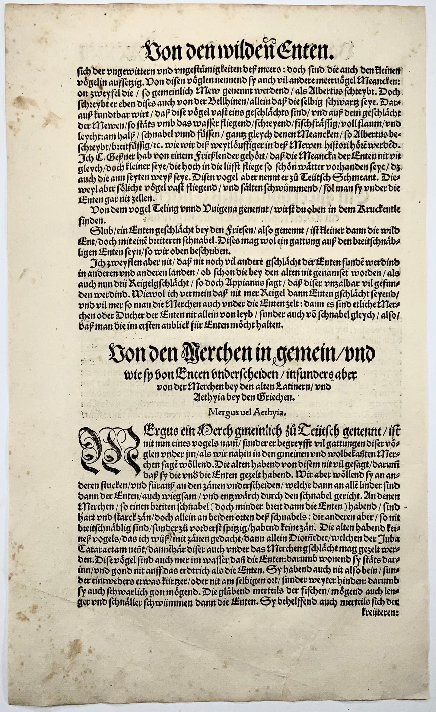 Conrad Gesner [1516-1565], Pica marina palmipes, ornithology, woodcut folio, 1557