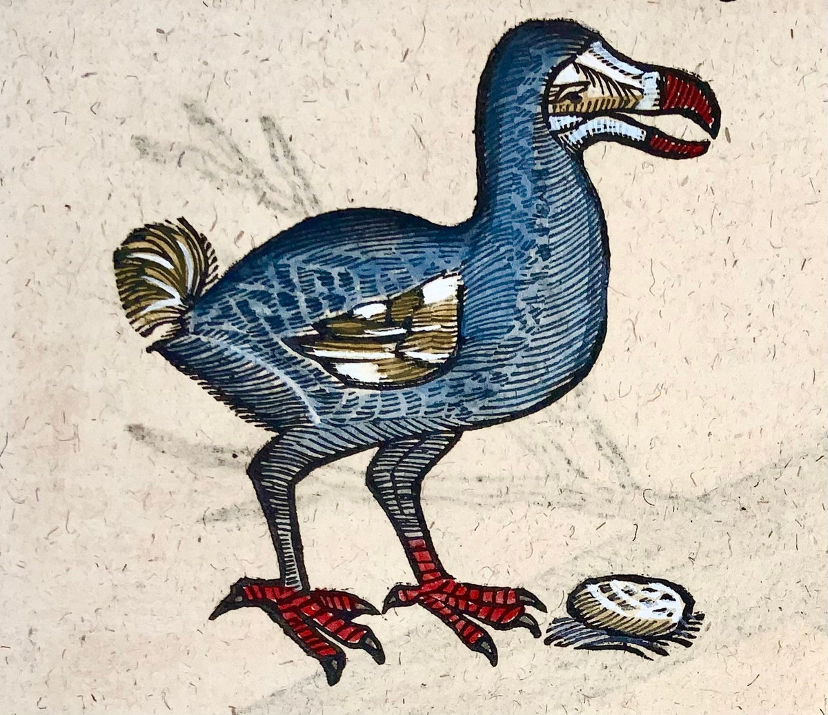 1669 Conrad Gesner, Birds, Dodo (with description) & Parrot, 2 hand coloured woodcuts