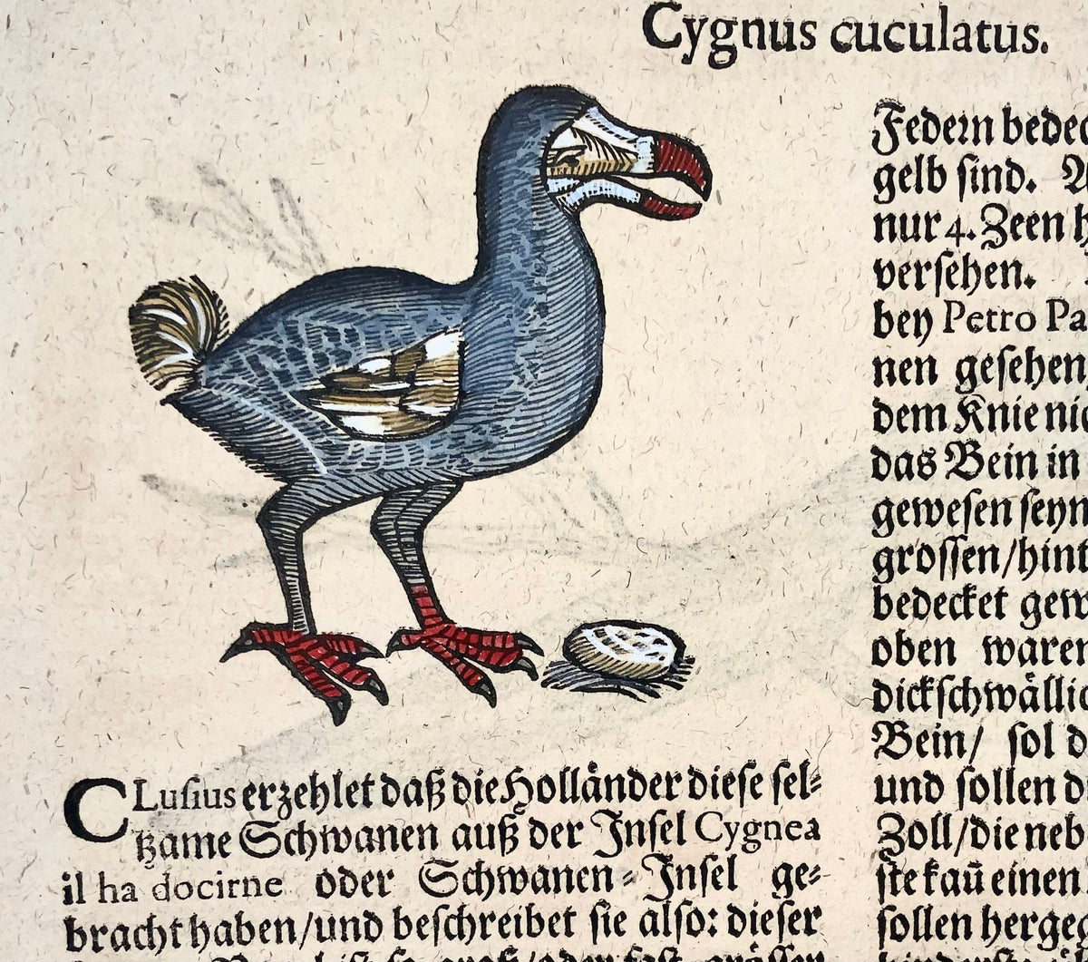 1669 Conrad Gesner, Birds, Dodo (with description) & Parrot, 2 hand coloured woodcuts