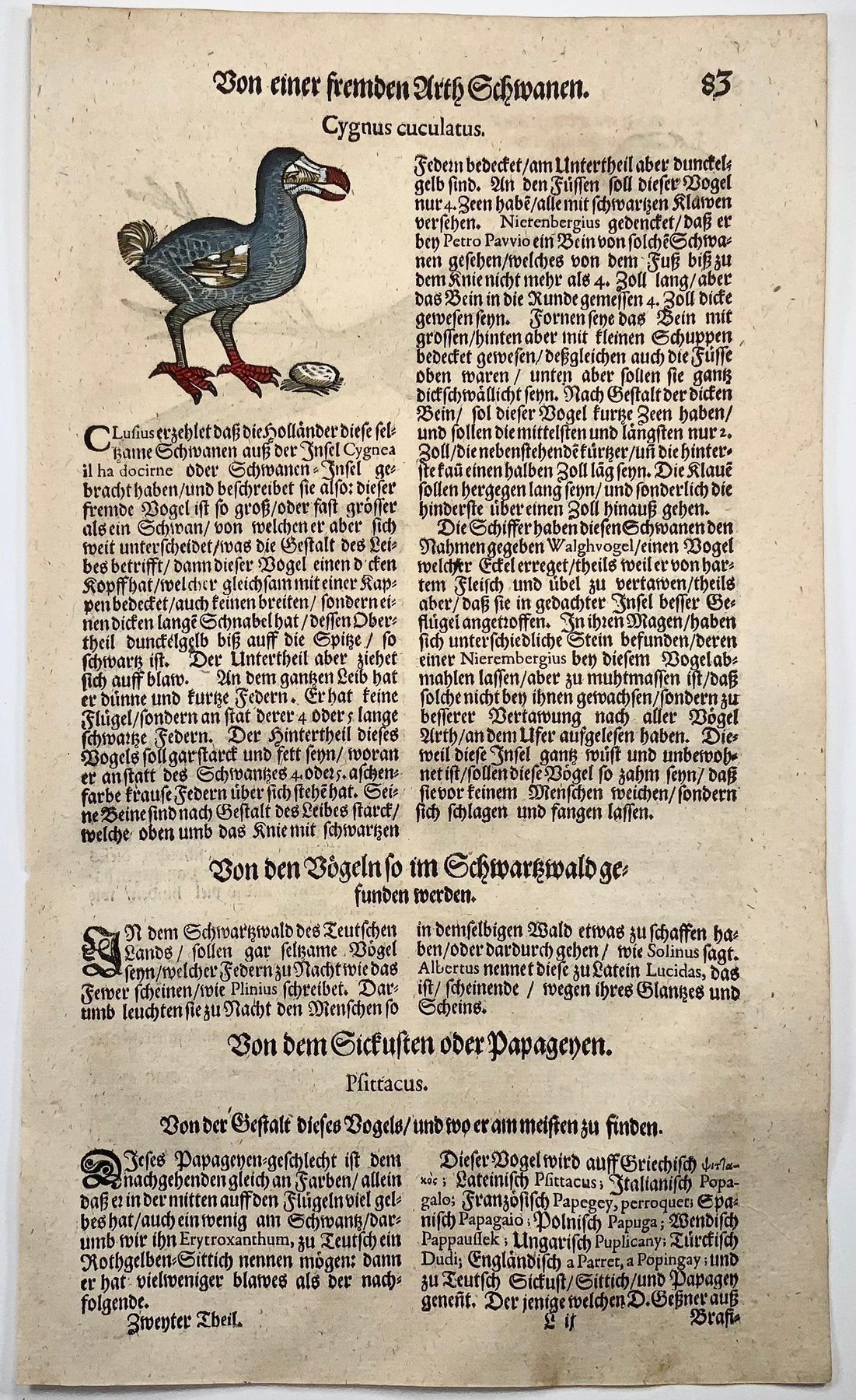 1669 Conrad Gesner, Birds, Dodo (with description) & Parrot, 2 hand coloured woodcuts