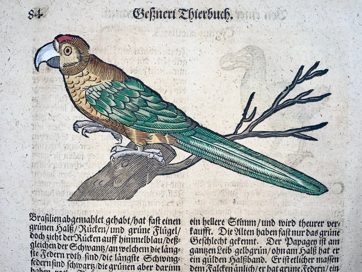 1669 Conrad Gesner, Birds, Dodo (with description) & Parrot, 2 hand coloured woodcuts