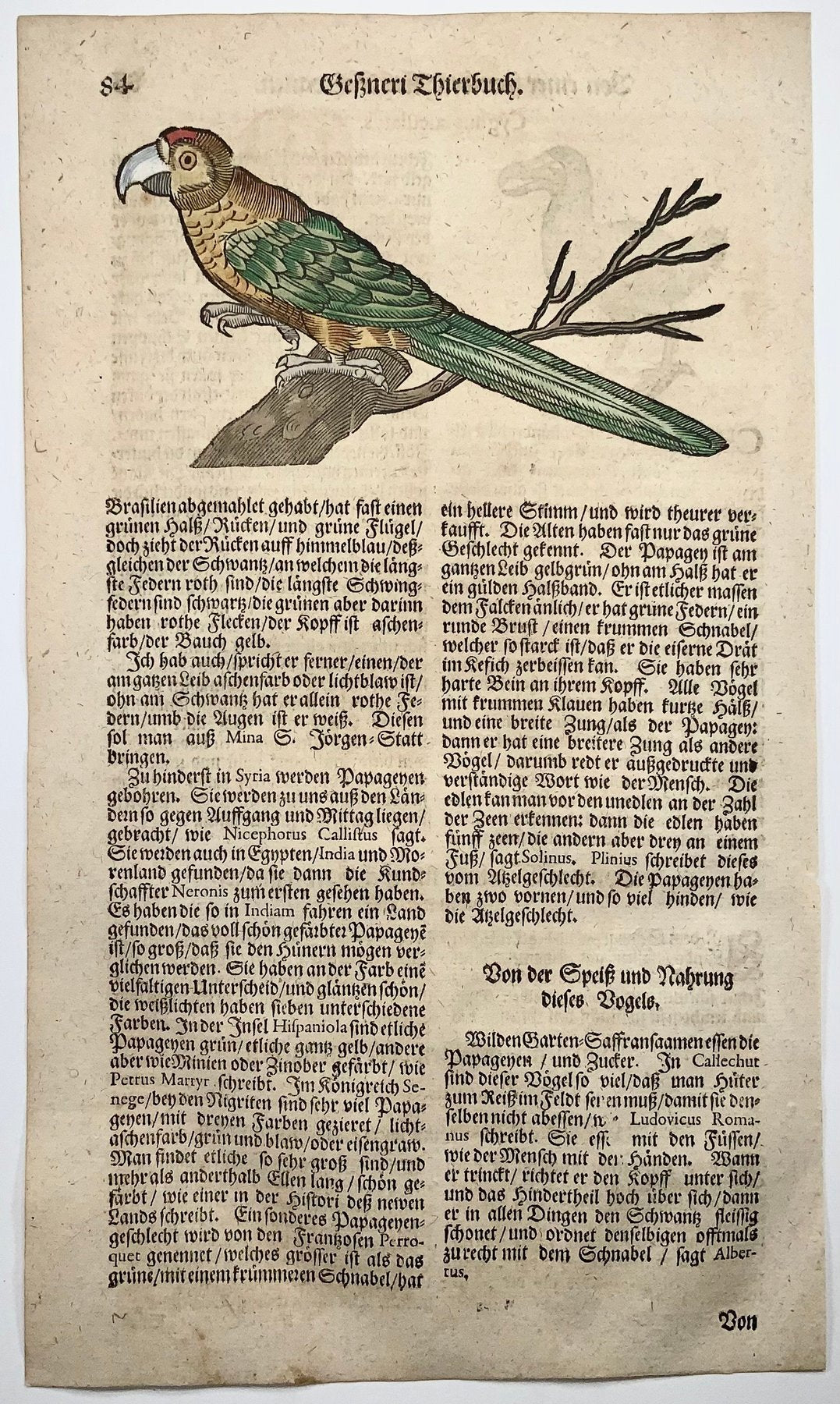 1669 Conrad Gesner, Birds, Dodo (with description) & Parrot, 2 hand coloured woodcuts