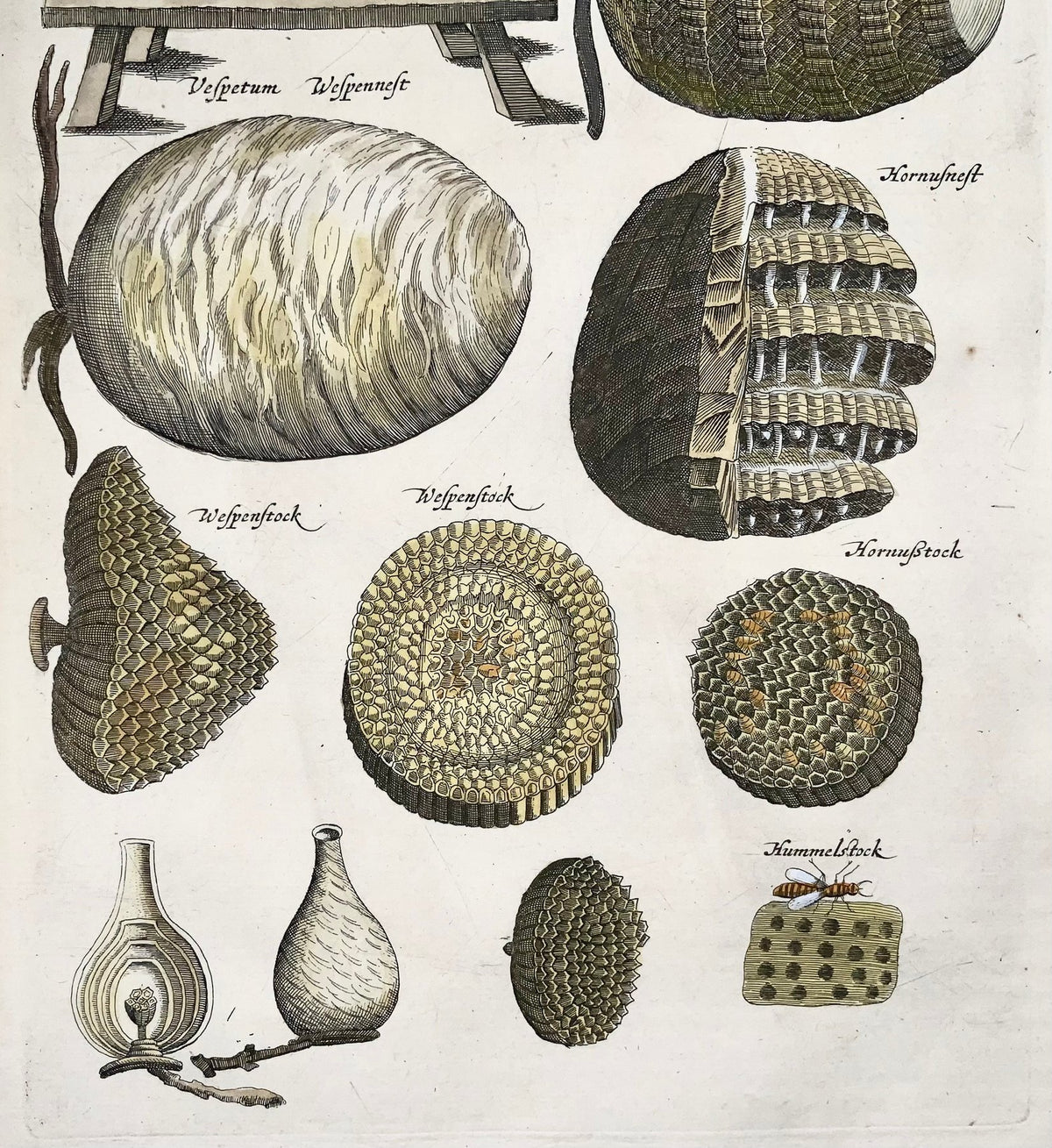 1657 Matthäus Merian, hand coloured folio, Bees, Hives, Wasps, Beekeeping, Insects