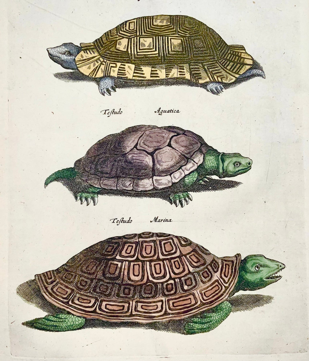 1657 Matthäus Merian, Hand col. folio, Reptiles, Tortoise, Turtles and Armadillo - 1657