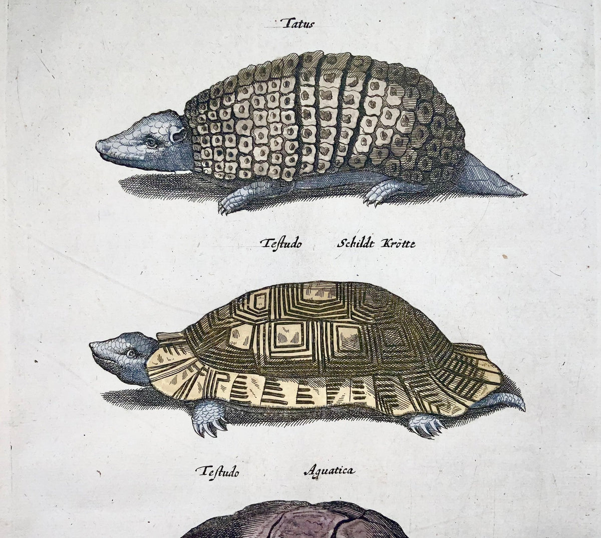 1657 Matthäus Merian, Hand col. folio, Reptiles, Tortoise, Turtles and Armadillo - 1657