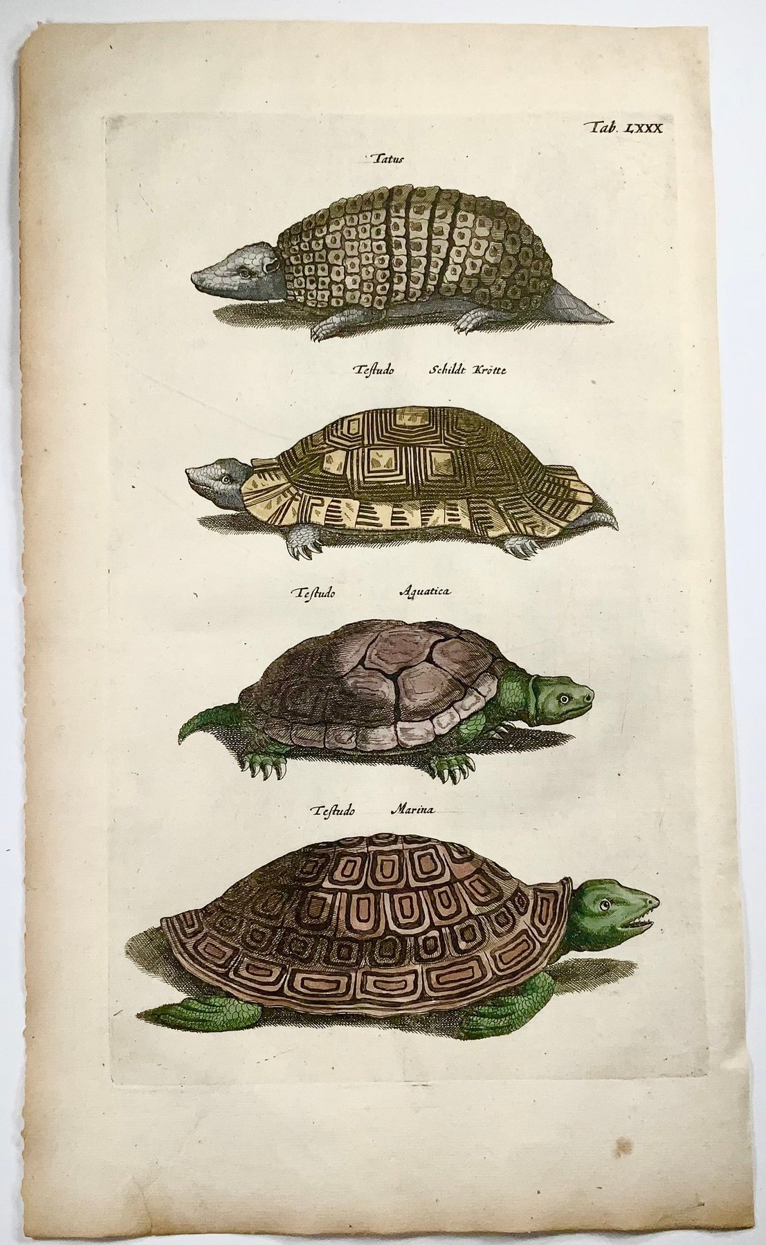 1657 Matthäus Merian, Hand col. folio, Reptiles, Tortoise, Turtles and Armadillo - 1657
