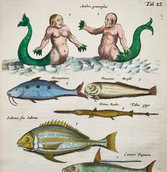1657 Matthäus Merian - Hand coloured folio, Mermaids, Mythical Creatures, Exotic fish