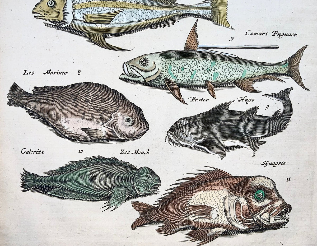 1657 Matthäus Merian - Hand coloured folio, Mermaids, Mythical Creatures, Exotic fish