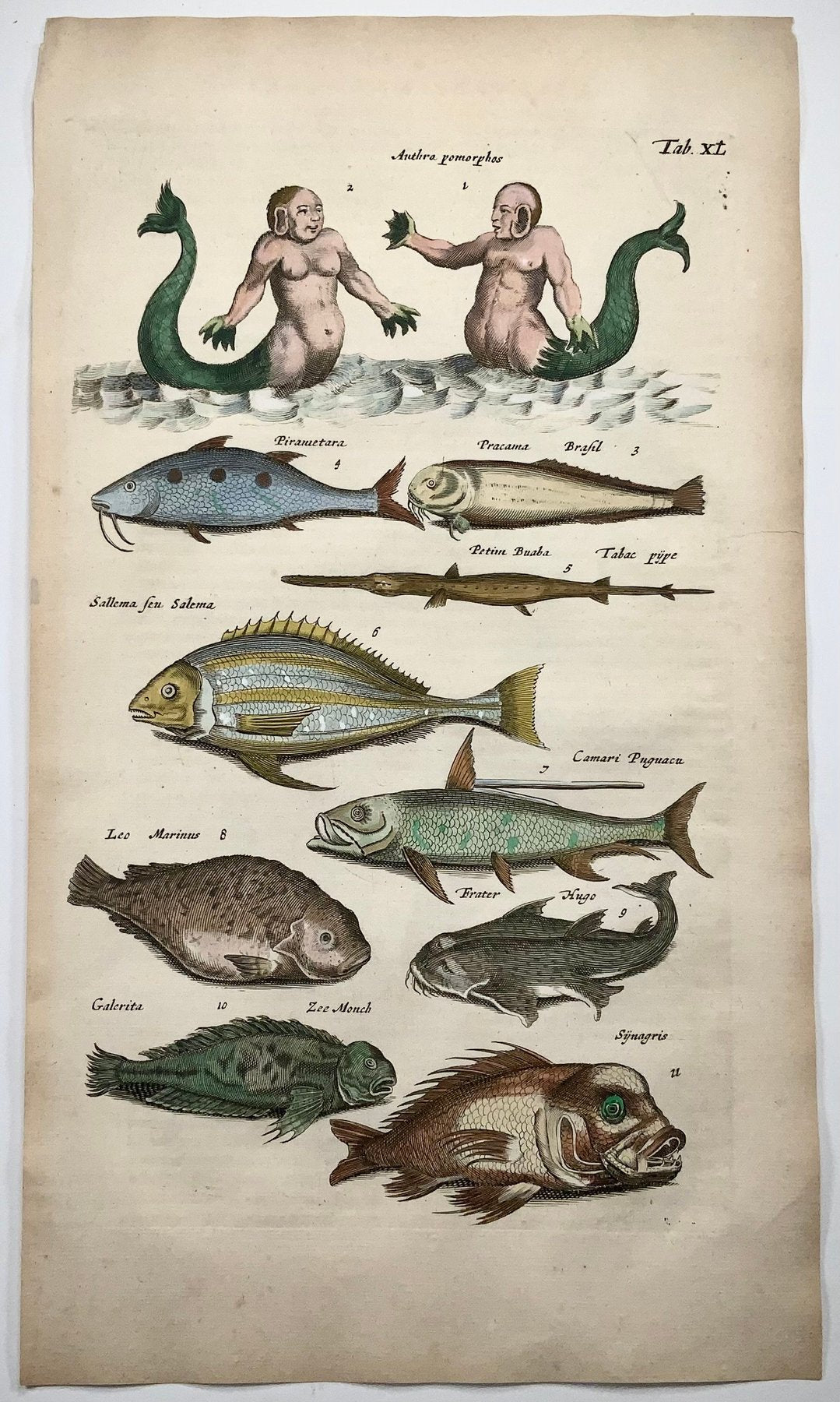 1657 Matthäus Merian - Hand coloured folio, Mermaids, Mythical Creatures, Exotic fish