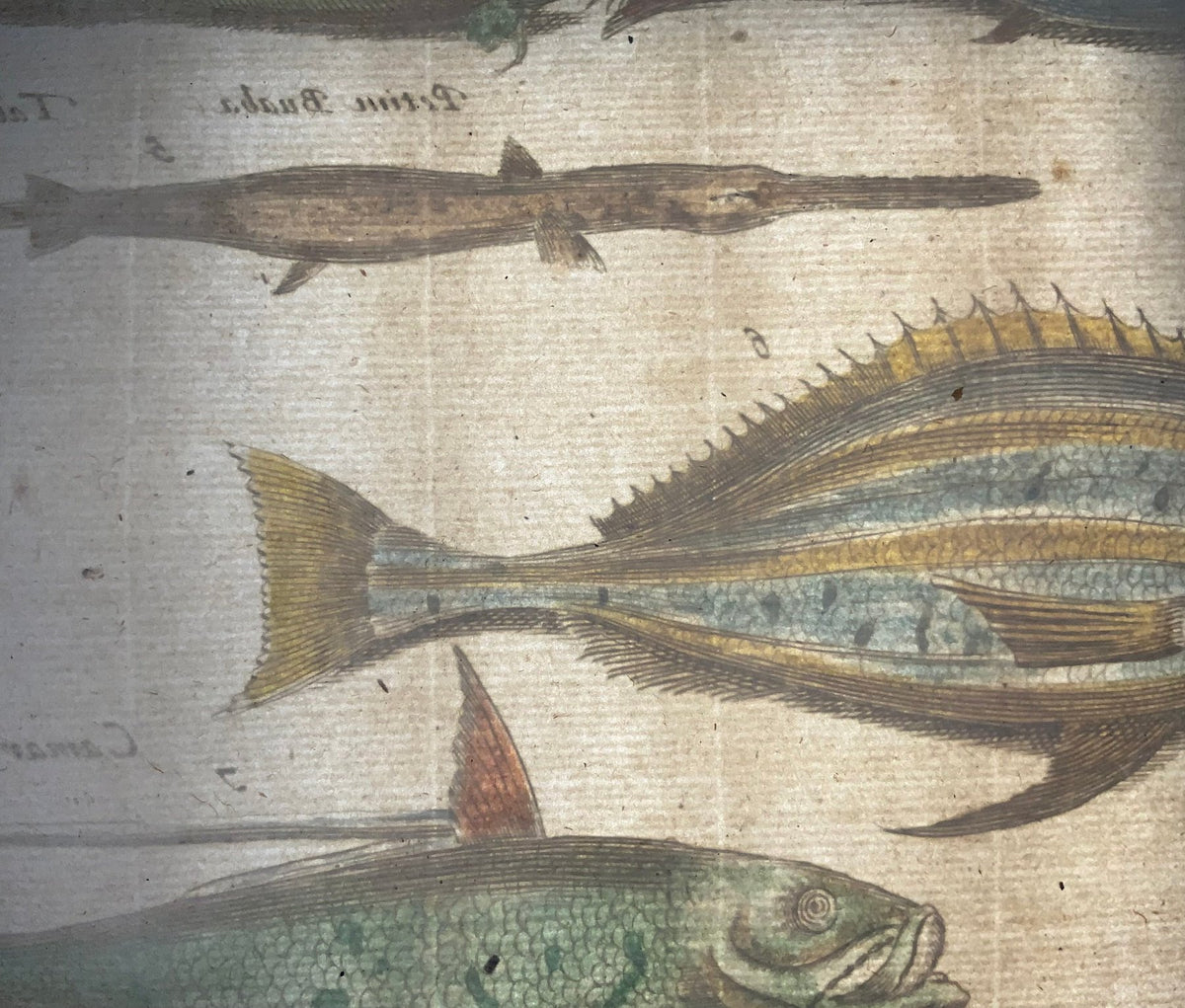 1657 Matthäus Merian - Hand coloured folio, Mermaids, Mythical Creatures, Exotic fish