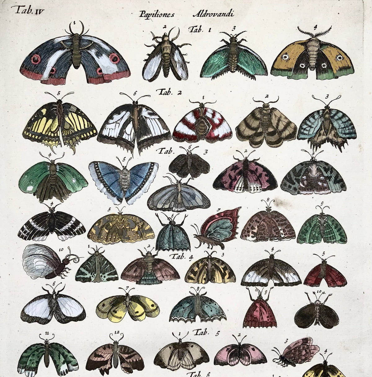 1657 Matthäus Merian (1593-1650) - Hand coloured engraving: Butterflies, Moths, Insects