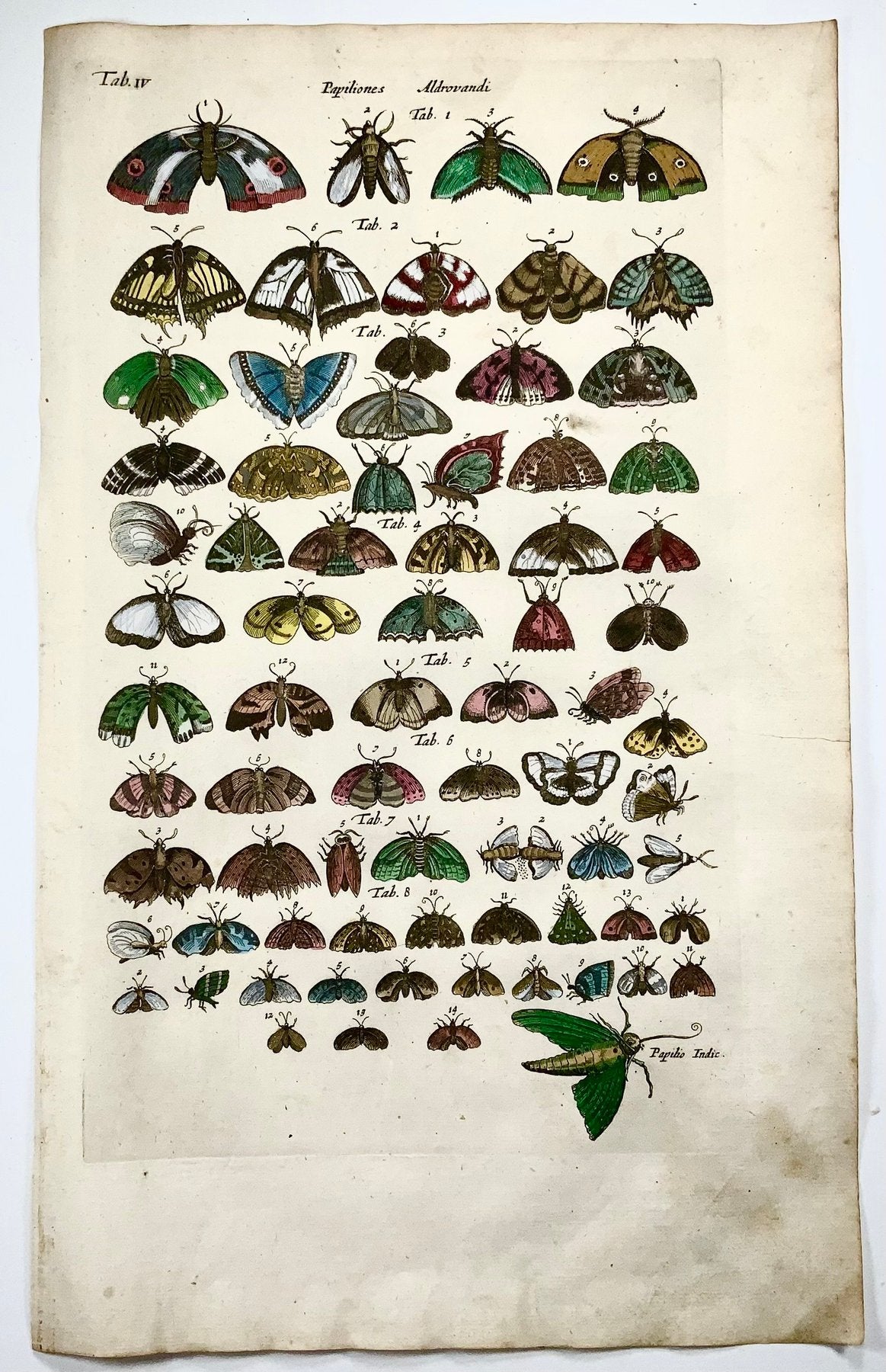 1657 Matthäus Merian (1593-1650) - Hand coloured engraving: Butterflies, Moths, Insects