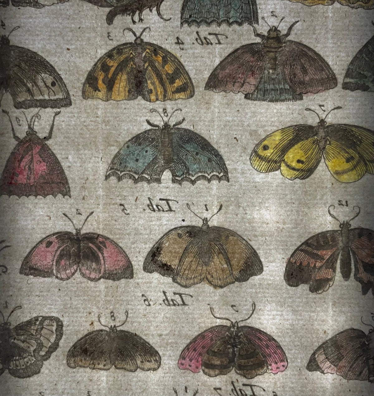 1657 Matthäus Merian (1593-1650) - Hand coloured engraving: Butterflies, Moths, Insects