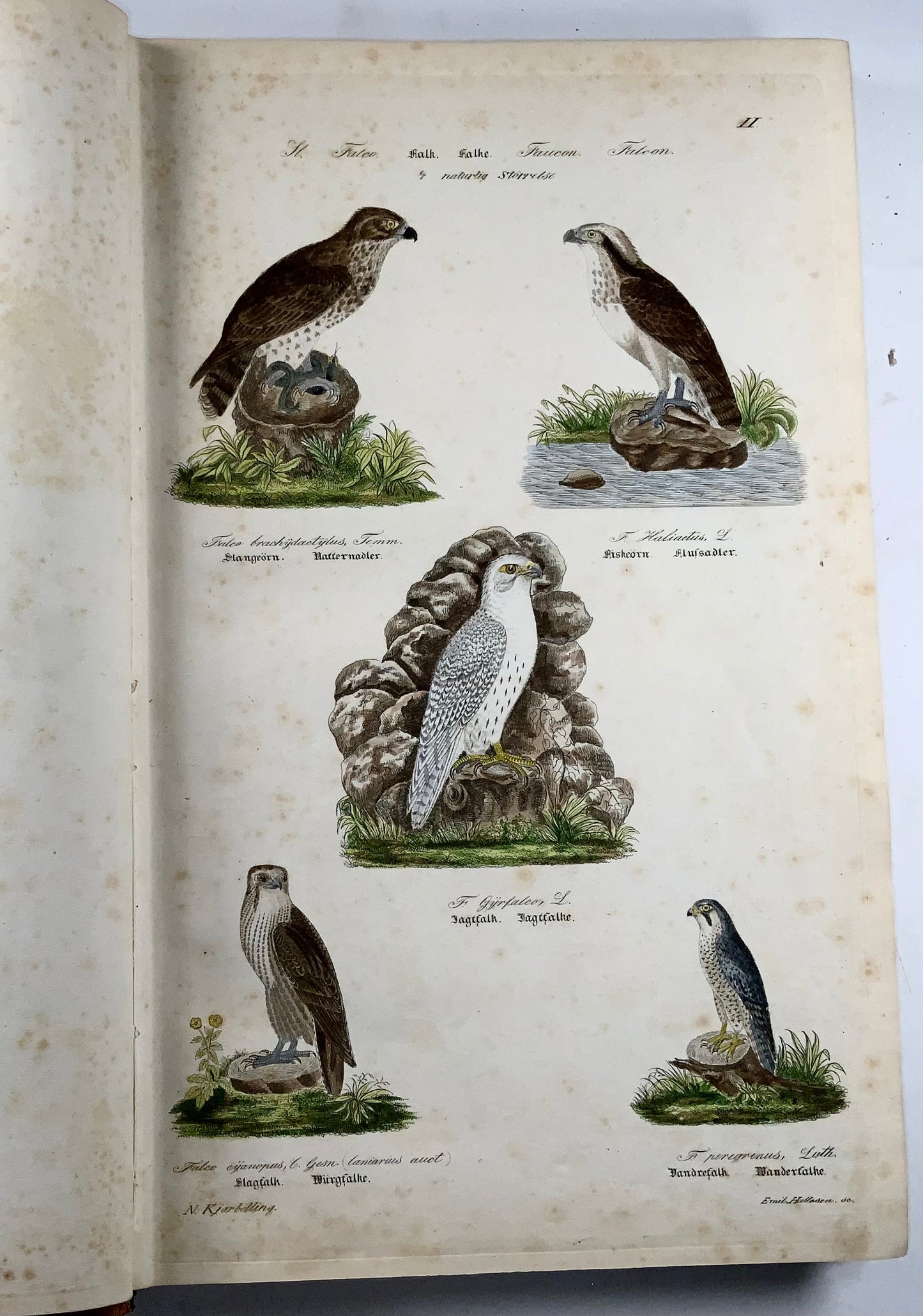 1872-88 Kjaerbölling, Birds of Scandinavia, folio, 107 hand coloured plates, book
