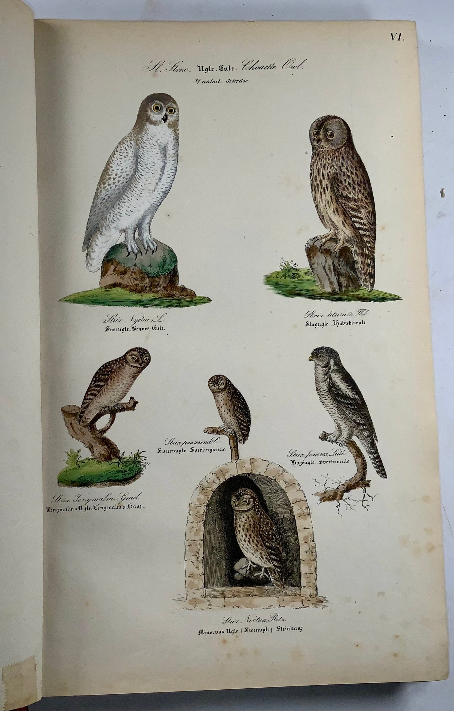 1872-88 Kjaerbölling, Oiseaux de Scandinavie, in-folio, 107 planches coloriées à la main, livre