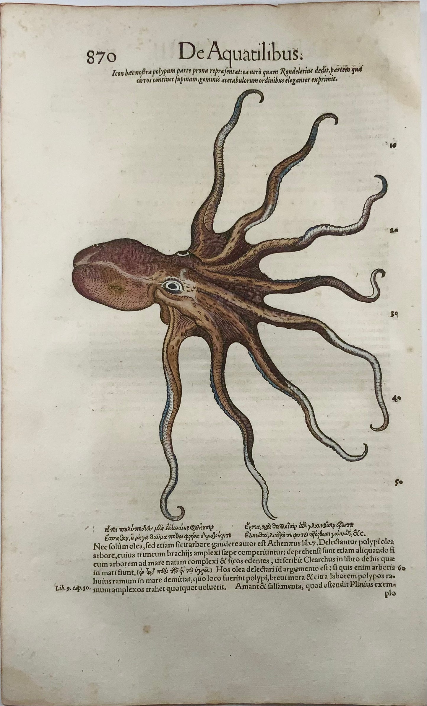1558 Octopus, Conrad Gesner, folio, woodcut, hand coloured, First State, marine life