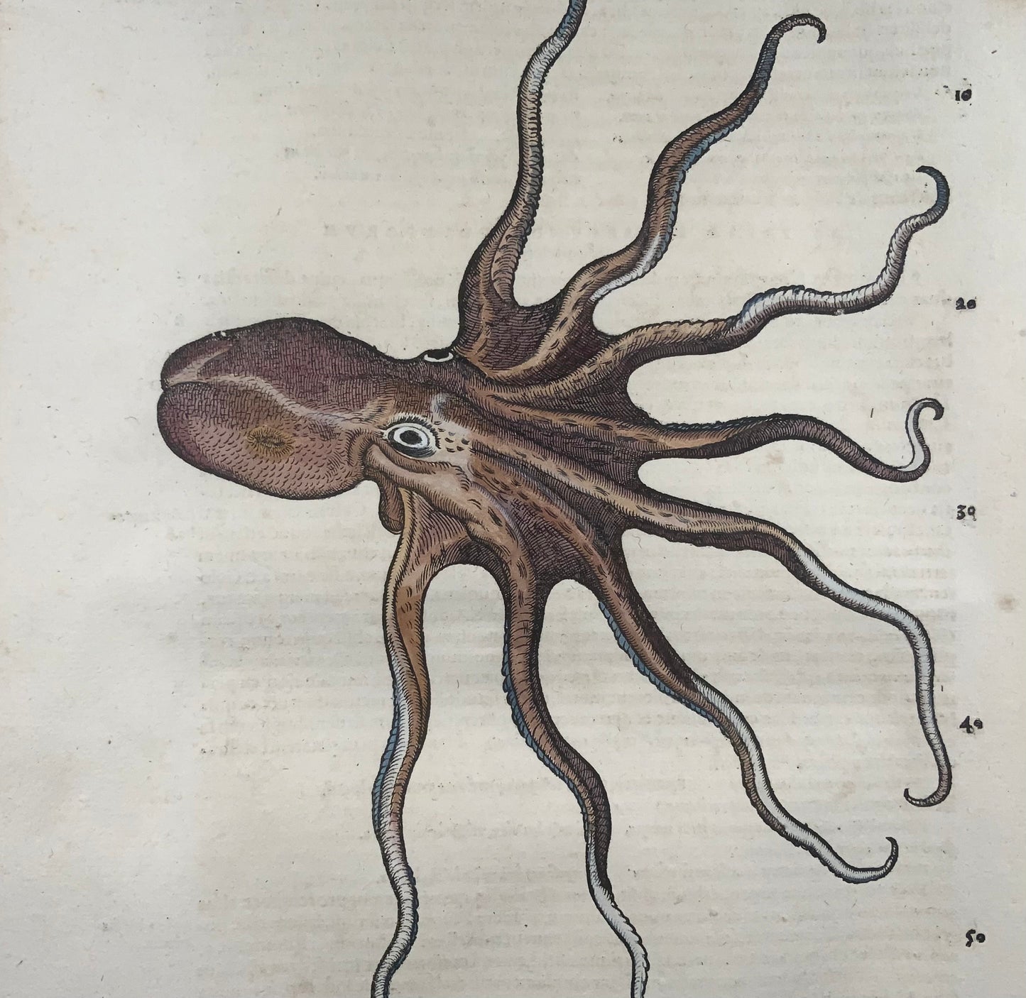 1558 Polpo, Conrad Gesner, folio, xilografia, colorati a mano, Primo Stato, vita marina