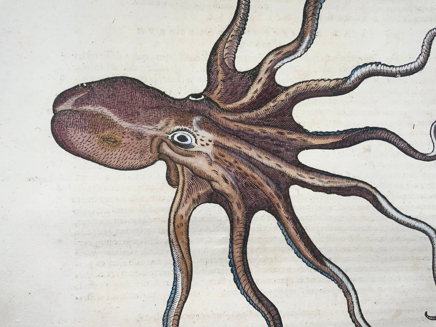 1558 Polpo, Conrad Gesner, folio, xilografia, colorati a mano, Primo Stato, vita marina